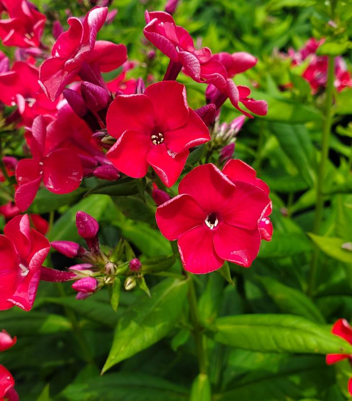PHLOX `VOLCANO RED`