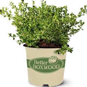 BUXUS BETTER BOXWOODr BABYLON BEAUTYT