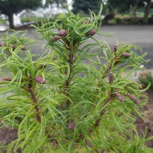 PINUS STROBUS `TORULOSA`