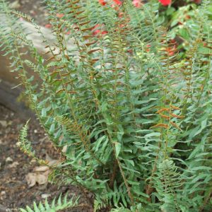 POLYSTICHUM ACROSTICHOIDES
