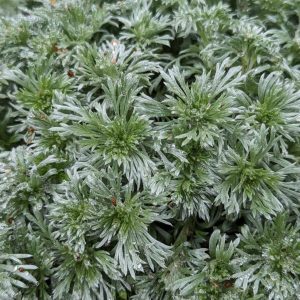 ARTEMISIA SCHMIDTIANA `SILVERMOUND`