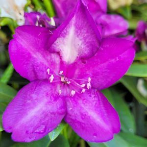RHODODENDRON C. `LEE`S DARK PURPLE`