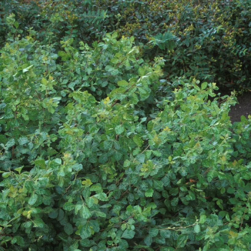 RHUS AROMATICA `GRO-LOW`
