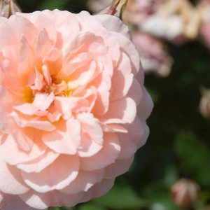 ROSA `DRIFT APRICOT`