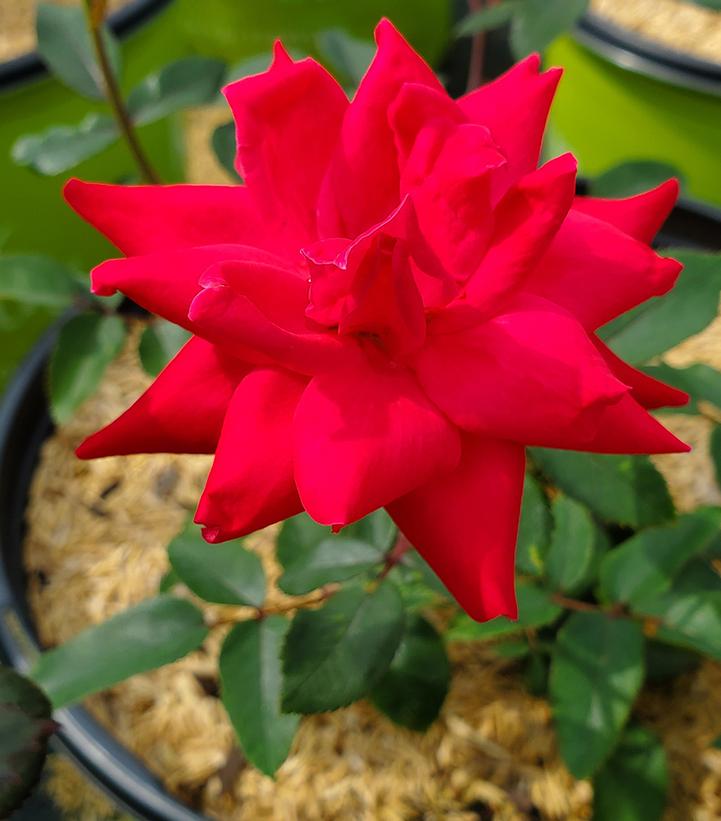 ROSA `DOUBLE KNOCK OUT`