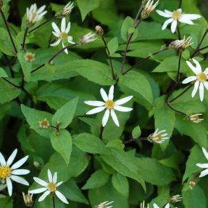 ASTER DIVARICATUS