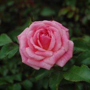 ROSA `DRIFT SWEET`
