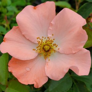 ROSA `FLOWER CARPET CORAL`