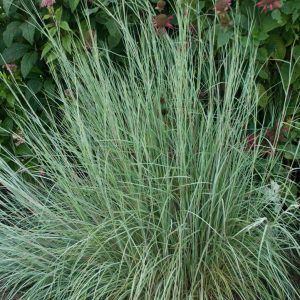 SCHIZACHYRIUM SCOPARIUM `PRAIRIE BLUES`