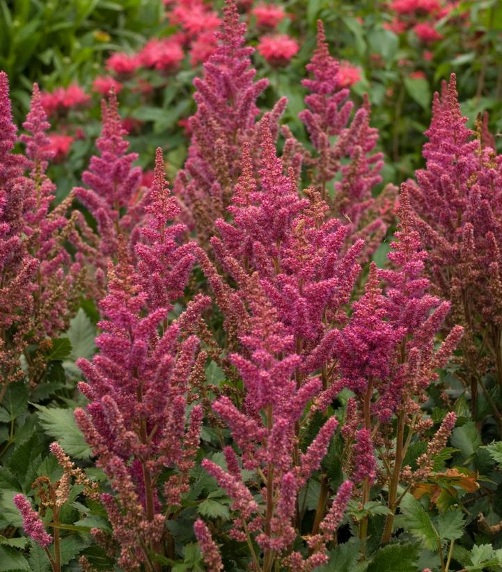 ASTILBE CHINENSIS `VISIONS IN RED`