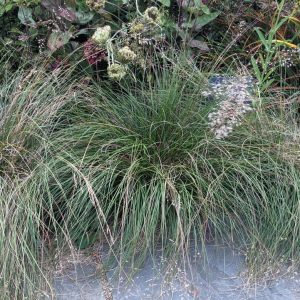 SPOROBOLUS HETEROLEPSIS