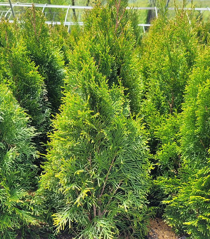 THUJA OCCIDENTALIS `SMARAGD`
