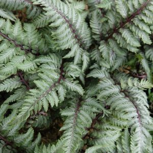 ATHYRIUM NIPPONICUM `PICTUM`
