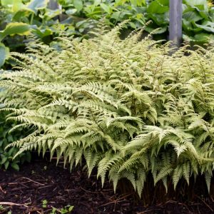 ATHYRIUM NIPPONICUM X `GHOST`