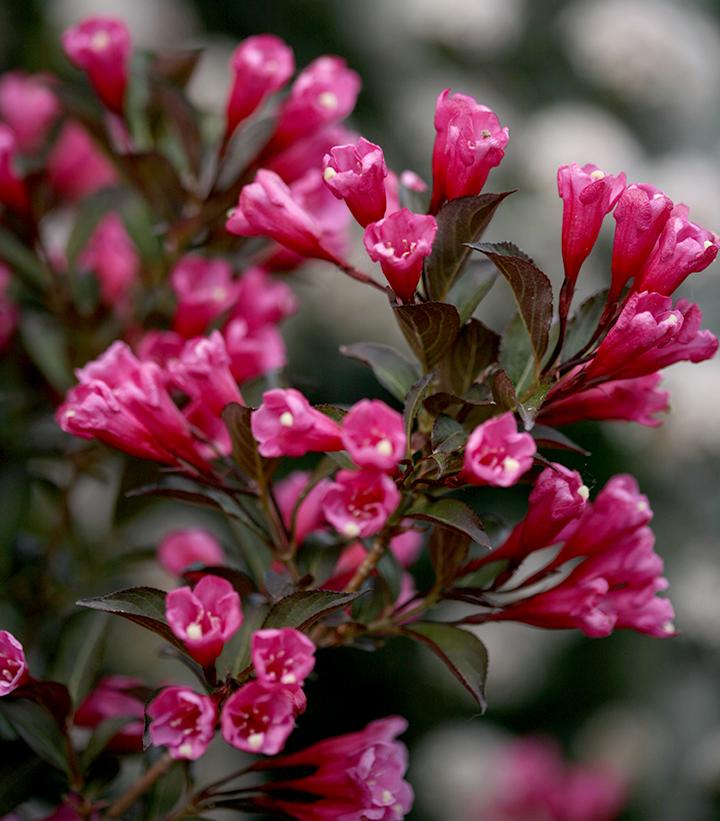 WEIGELA `WINE & ROSES`