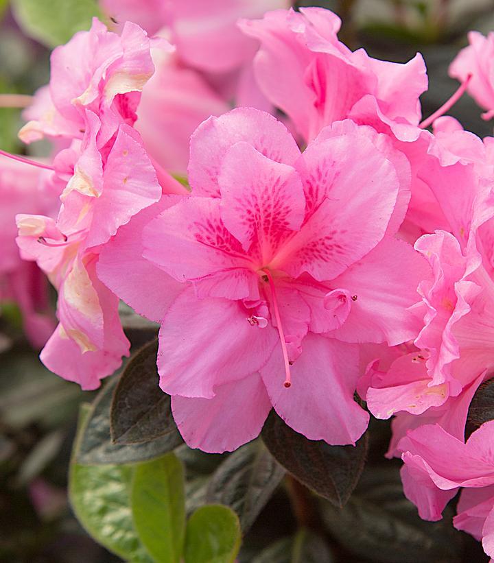 AZALEA ENCORE `AUTUMN CARNATION`