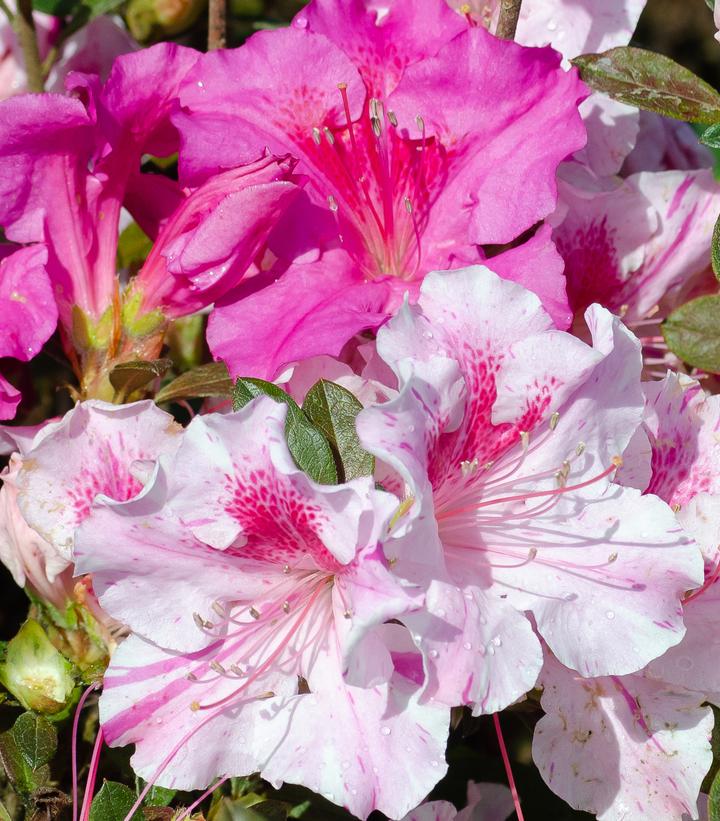 AZALEA ENCORE `AUTUMN TWIST`