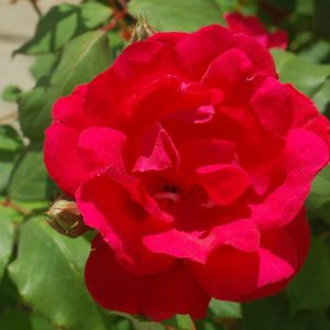 ROSA `BLAZE` - CL