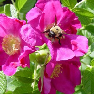 ROSA X `PURPLE PAVEMENT`