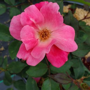 ROSA `PINK KNOCK OUT`