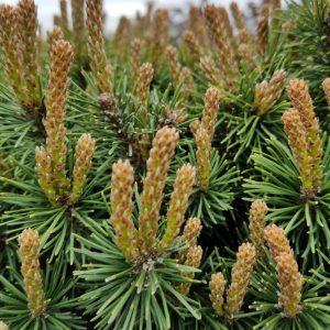 PINUS MUGO `SLOWMOUND`