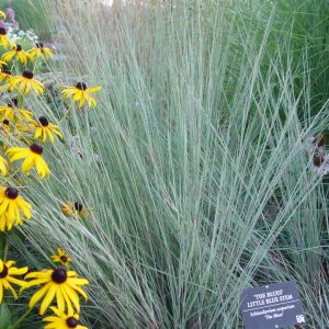 SCHIZACHYRIUM SCOPARIUM `THE BLUES`