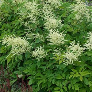 ARUNCUS DIOICUS