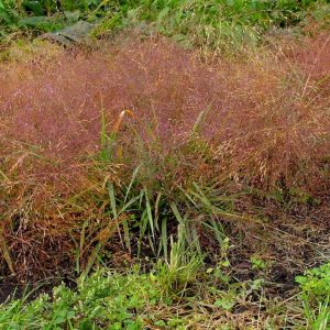 ERAGROSTIS SPECTABILIS