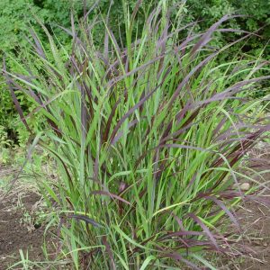 PANICUM VIRGATUM `SHENANDOAH`