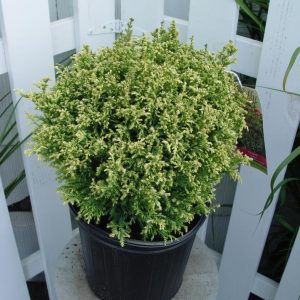CHAMAECYPARIS PISIFERA `CREAM BALL`