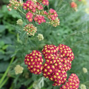 ACHILLEA `STRAWBERRY SEDUCTION`