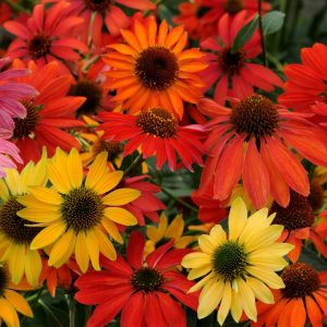 ECHINACEA `CHEYENNE SPIRIT`