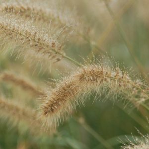PENNISETUM ALOPECUROIDES `HAMELN`