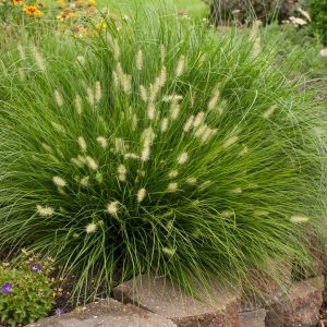 PENNISETUM ALOPECUROIDES `LITTLE BUNNY`