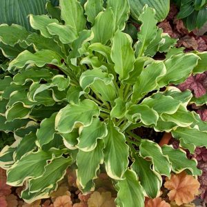 HOSTA SHADOWLAND `WHEEE`