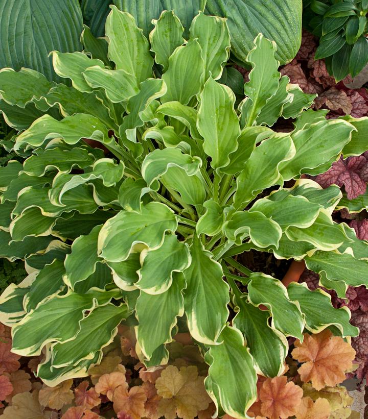 HOSTA SHADOWLAND `WHEEE`