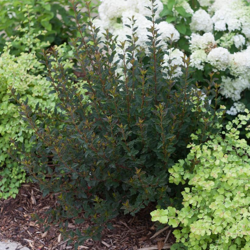 PHYSOCARPUS OP. `TINY WINE`