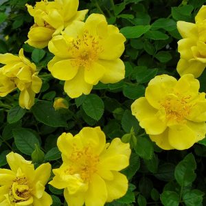 ROSA `OSO EASY LEMON ZEST`