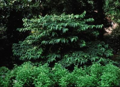 VIBURNUM P. T. `SHASTA`
