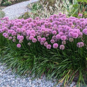 ALLIUM `MILLENIUM`