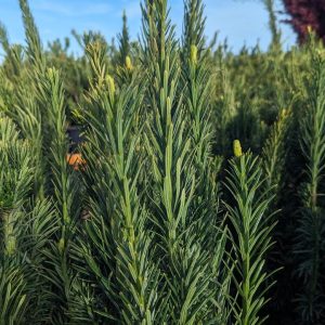 CEPHALOTAXUS HARRING. `FASTIGIATA`