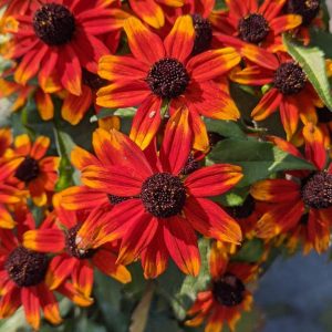 RUDBECKIA TRILOBA `PRAIRIE GLOW`
