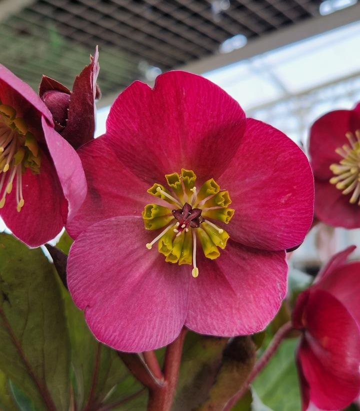 HELLEBORUS X FROSTKISS `ANNA`S RED`