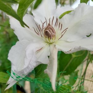 CLEMATIS `HYDE HALL`