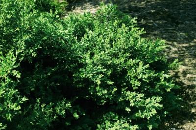 BUXUS MICRO. JAP. `GREEN VELVET`