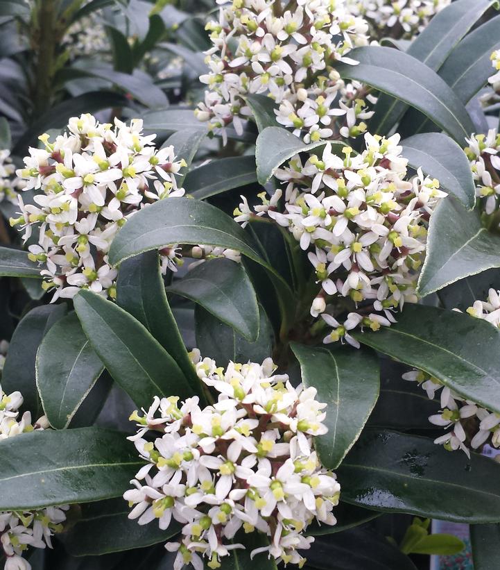 SKIMMIA JAPONICA - MALE
