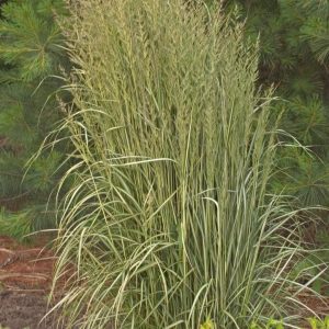 CALAMAGROSTIS ACUT. `AVALANCHE`