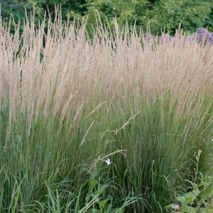 CALAMAGROSTIS ARUNDINACEA `KARL FOERSTER`