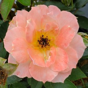 ROSA `OSO EASY ITALIAN ICE`