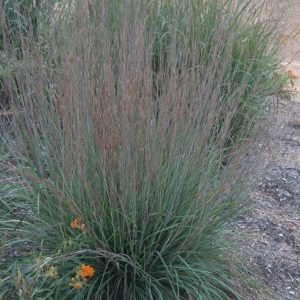 SCHIZACHYRIUM SCOPARIUM `BLUE HEAVEN`